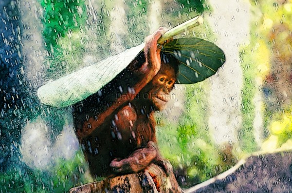 Orangutan Baby