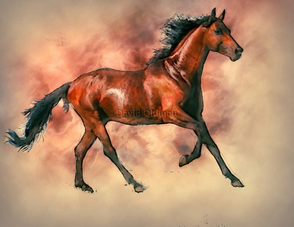 Study of a Horse